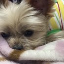 파스타시켜줘 이미지