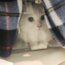 다산마리동물병원 | 송파마리동물병원 후기(고양이 꼬리 끝 털 빠짐)