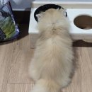 티아나헤어 이미지