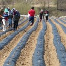 이영식농장 이미지