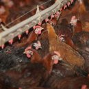 구성양계장 이미지