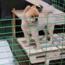 삼겹세상 이미지