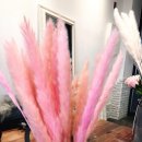 핑크트리 이미지