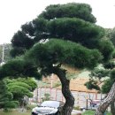 소나무 농장 이미지