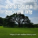 상주 상현리 반송 | 상주 상현리 반송 여행기, 500년 세월을 품은 천연기념물 여행기