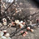 다:花