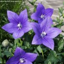 수채캘리그라피 이미지