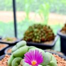 코노코노 이미지