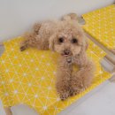 포포퍼피 이미지