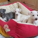 좋은가족들 이미지