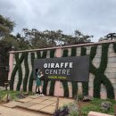 아프리카센타 | 아프리카 케냐 자유여행, 나이로비 기린센터, 지라프센터(Giraffe Center) 방문 후기