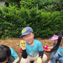 자연농원항동럭키점 | 부천 역곡동 재원어린이집 500평 재원농원 감자수확 후기