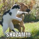 강아지와고양이 이미지