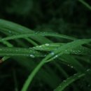 페트리코 이미지