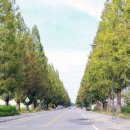 월호평길 이미지