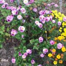 안황스포츠센터 이미지