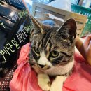 신비한동물원 이미지