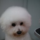 견사무소 애견미용실 이미지