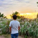 서창제일의원 | 광주서창억새축제 첫날 후기 노을지는 억새밭