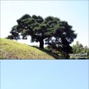 서창 소나무 이미지