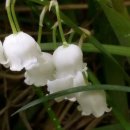 장현3리 이미지