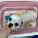 마음이네 멍발소 이미지