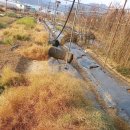 10년산 천문동수확 이미지