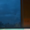 (주)러브토키닷컴 | 창문에 붙은 러브버그 출몰시기 내돈내산 발을씻자 에프킬라로 퇴치 방역 친적 유충
