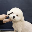 윙크펫 이미지