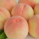 ㅡ 수 밀 도 ㅡ 이미지