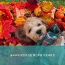 놀러오개 애견유치원 애견호텔 수원세류점 이미지