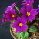 심산농장 이미지