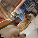 카페미미(CAFE MIMI) 네이버블로그