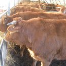 거대한우농장 이미지