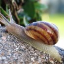 느린 달팽이 이미지