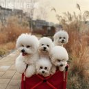 비숑테네리페