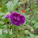 플레넘