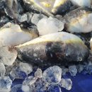 동해복어 이미지