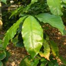 커피나무 이미지