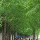 죽림4로가로수 스포츠조선