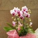 플라워샵 허니비 이미지