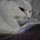 답21동물병원 | 부산 고양이 백혈병 치료 다온동물병원 6년차 집사 솔직후기