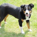 운정호수동물메디컬센터 이미지