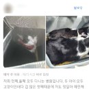 원당동물병원 - 고양시 덕양구 마상로126번길 97 | 원당동물병원