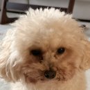 퍼피쌀롱 | 진주애견미용/테일러퍼피/테일러퍼피살롱 후기