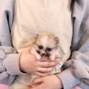 내품안의반려견 은평점 이미지