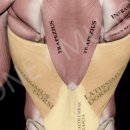 허니머슬짐 이미지