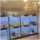 창원강아지분양 고양이분양 도그마루 이미지