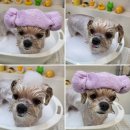 독한마캣 이미지