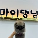 강아지분양 마이댕냥 일산점 이미지